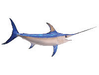 Swordfish 600g